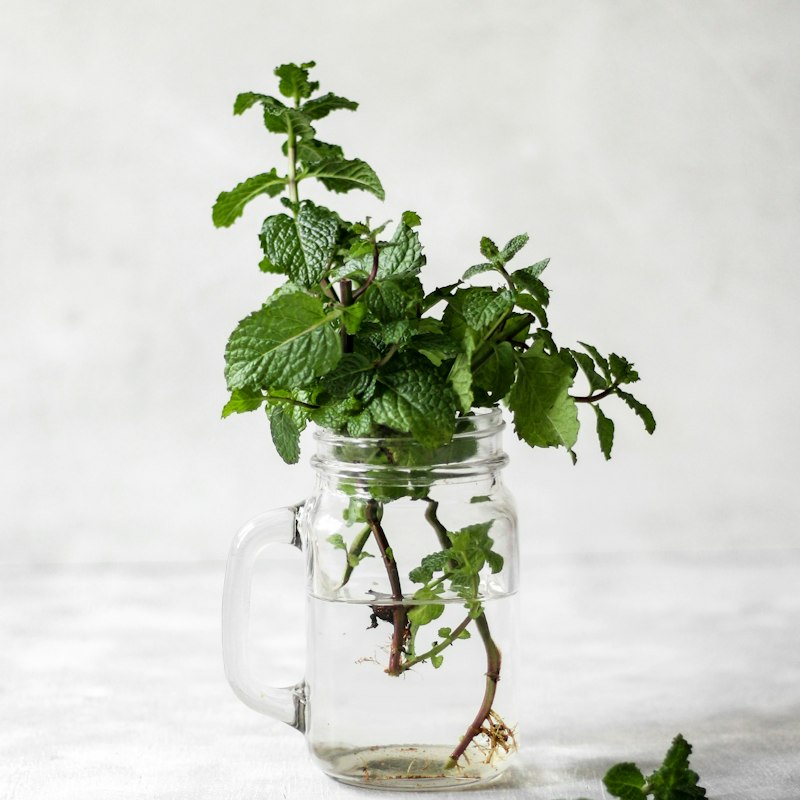 Les Herbes